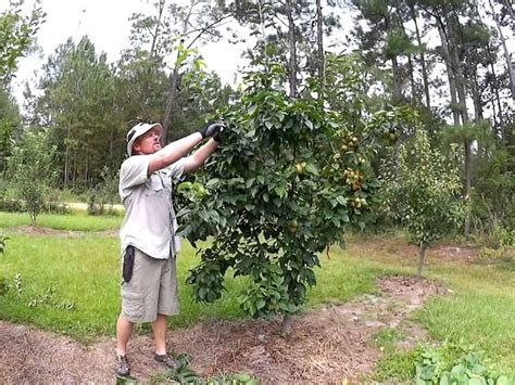 Is Pavan Yyle Tree Tpper the Future of Fruit Harvesting?